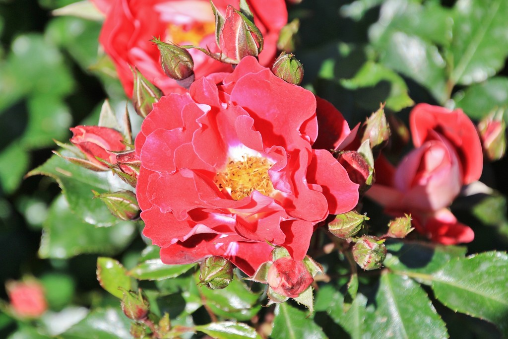 Foto: Concurso de rosas - Barcelona (Cataluña), España