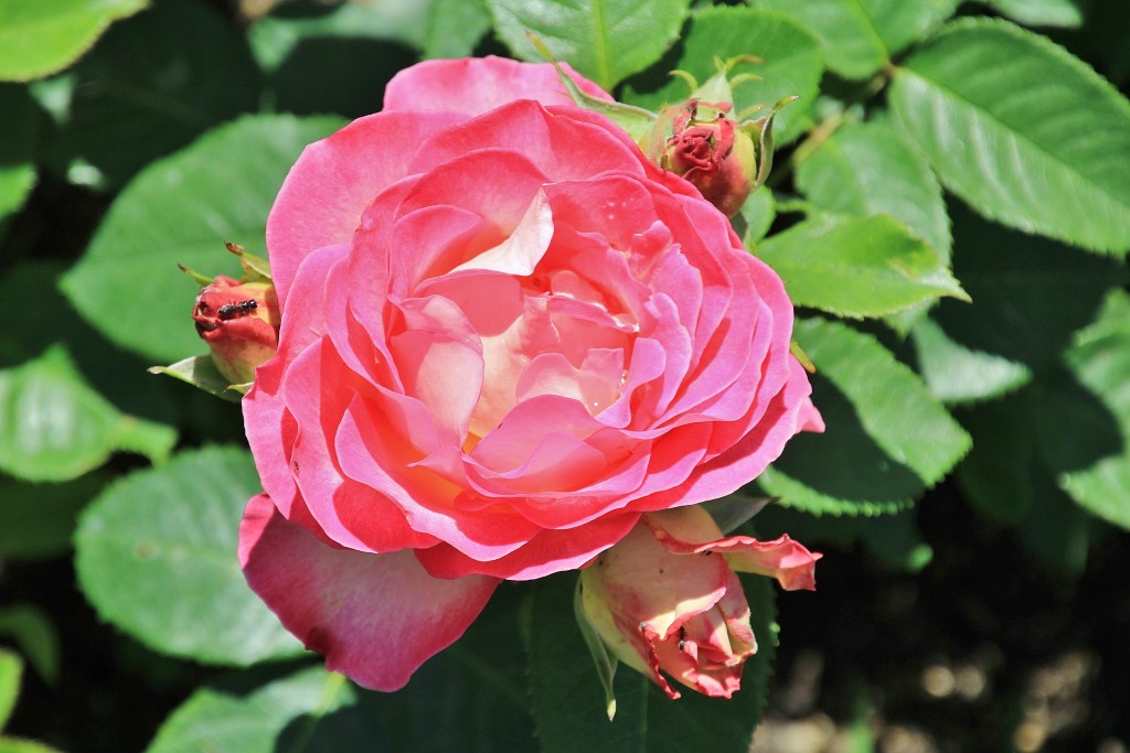 Foto: Concurso de rosas - Barcelona (Cataluña), España