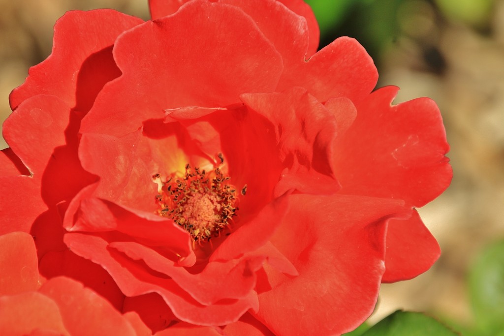 Foto: Concurso de rosas - Barcelona (Cataluña), España