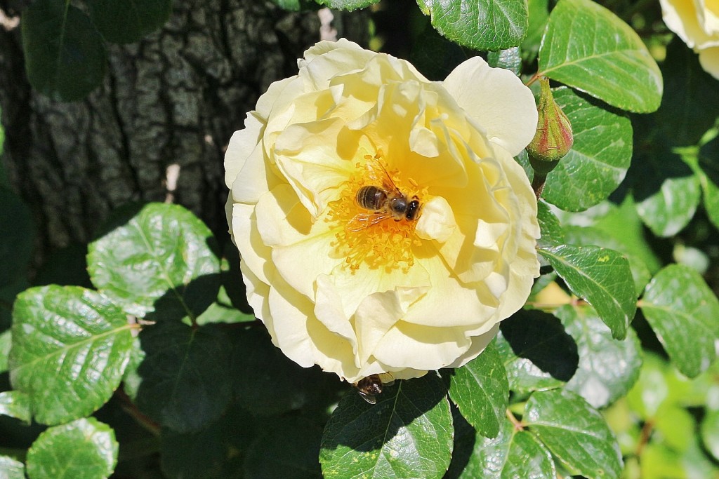 Foto: Concurso de rosas - Barcelona (Cataluña), España