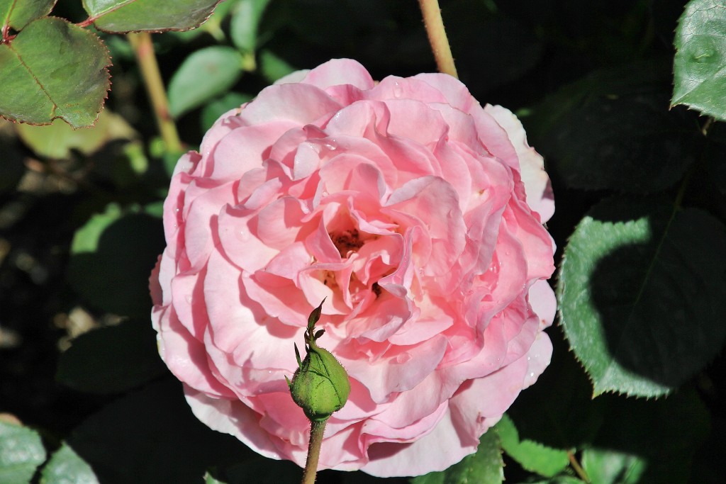 Foto: Concurso de rosas - Barcelona (Cataluña), España