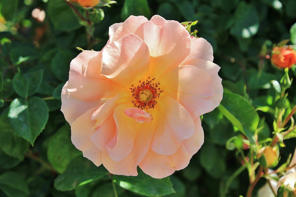 Foto: Concurso de rosas - Barcelona (Cataluña), España