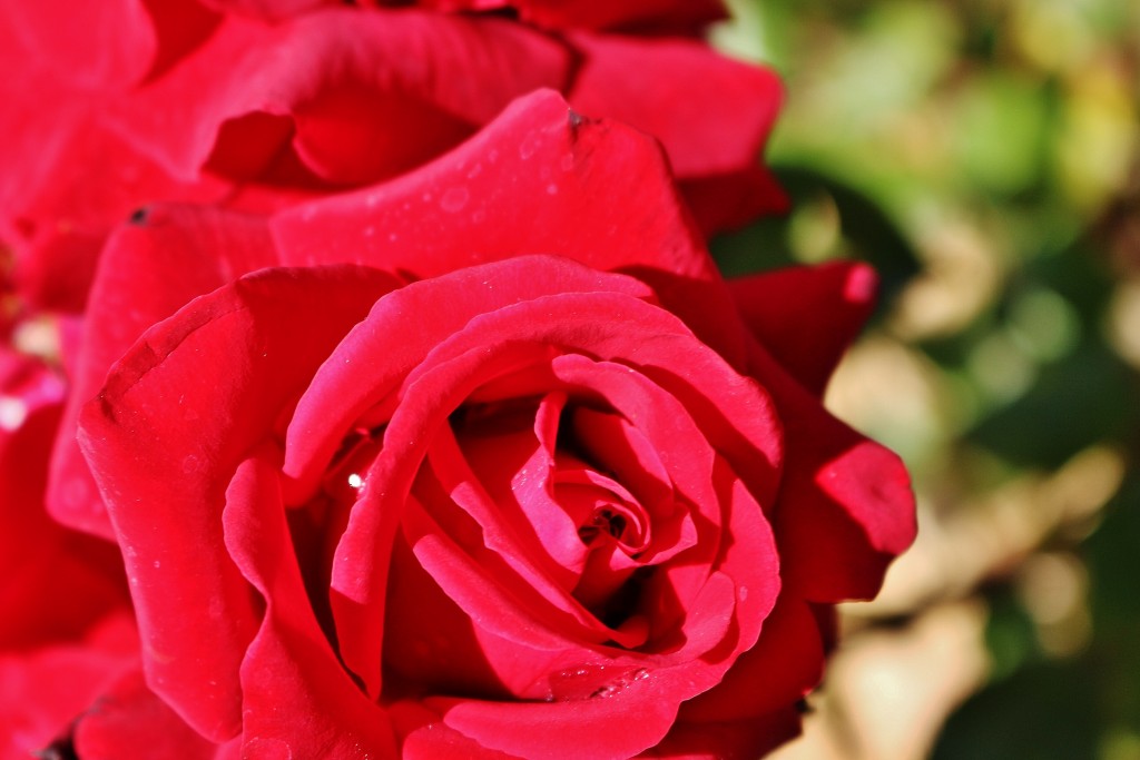 Foto: Concurso de rosas - Barcelona (Cataluña), España