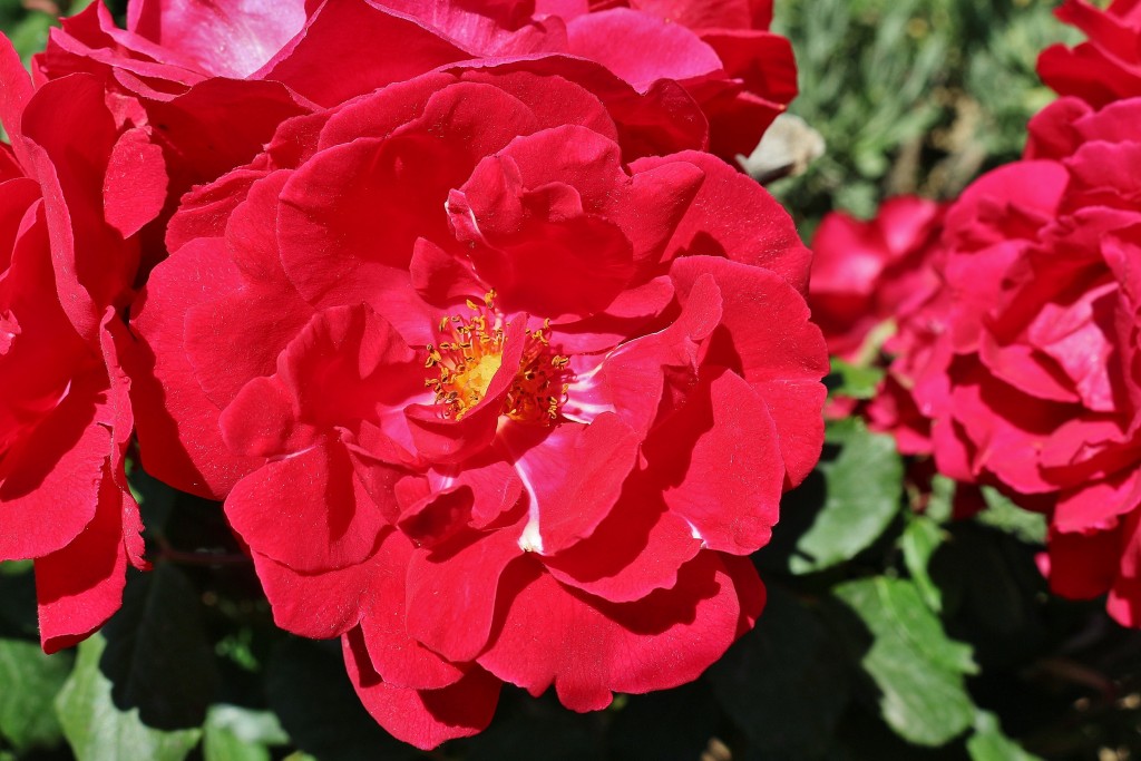 Foto: Concurso de rosas - Barcelona (Cataluña), España