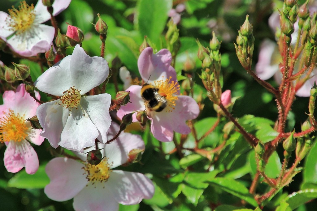 Foto: Concurso de rosas - Barcelona (Cataluña), España