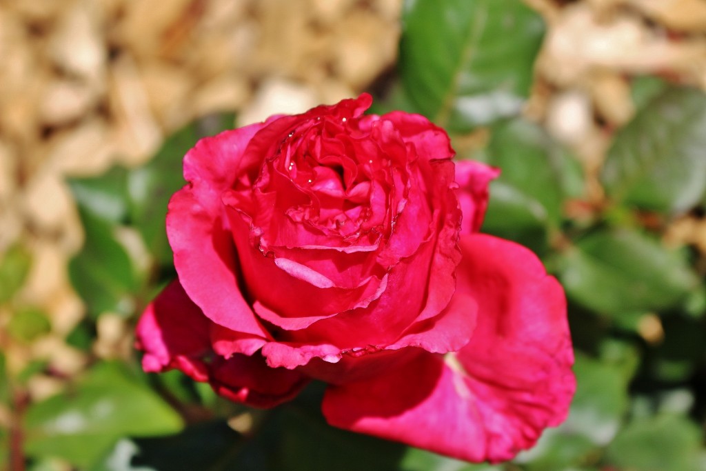 Foto: Concurso de rosas - Barcelona (Cataluña), España