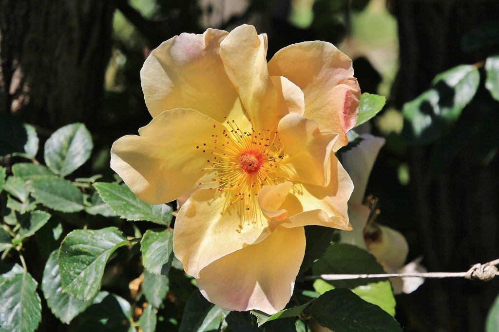 Foto: Concurso de rosas - Barcelona (Cataluña), España