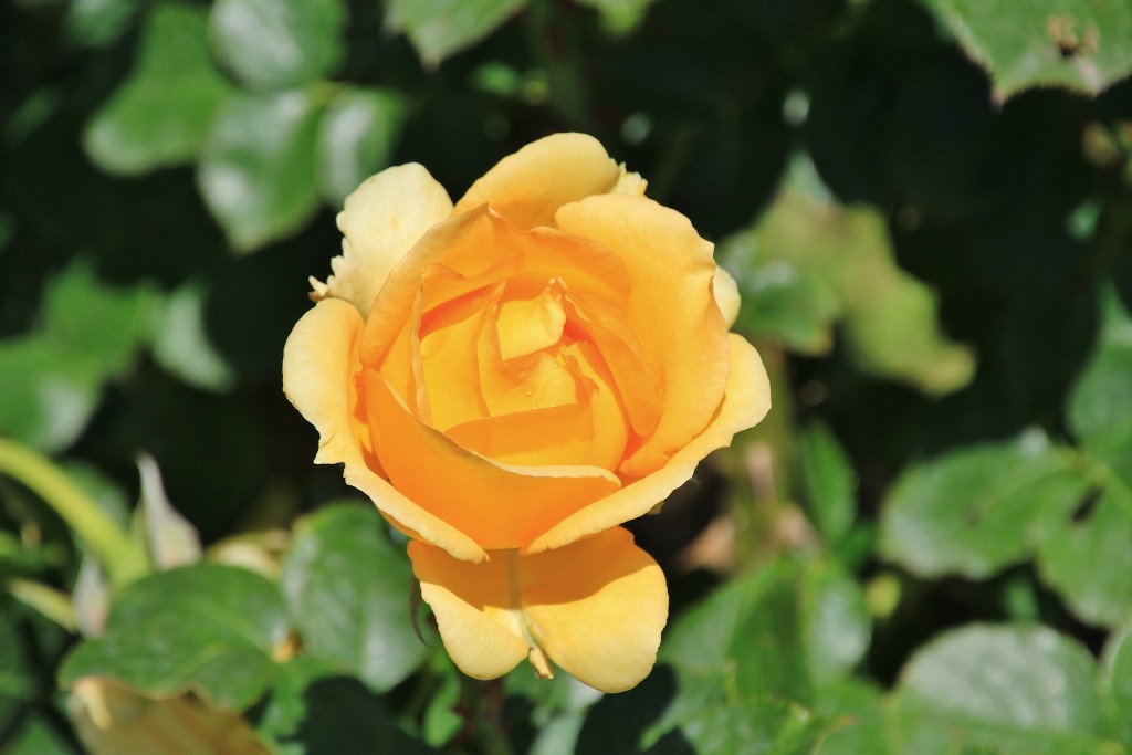 Foto: Concurso de rosas - Barcelona (Cataluña), España