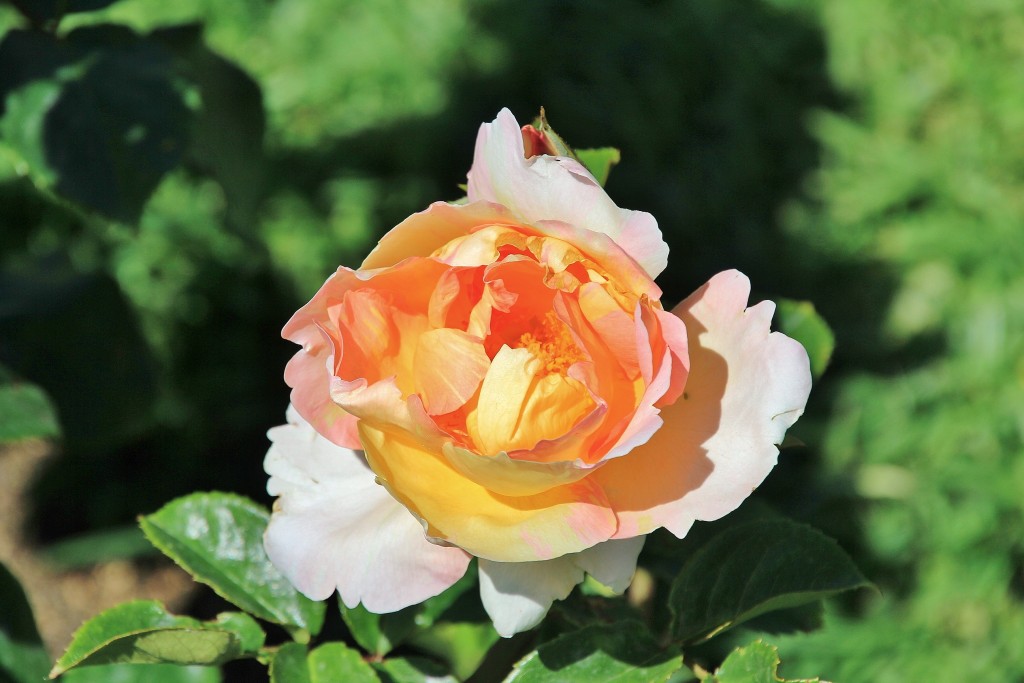 Foto: Concurso de rosas - Barcelona (Cataluña), España