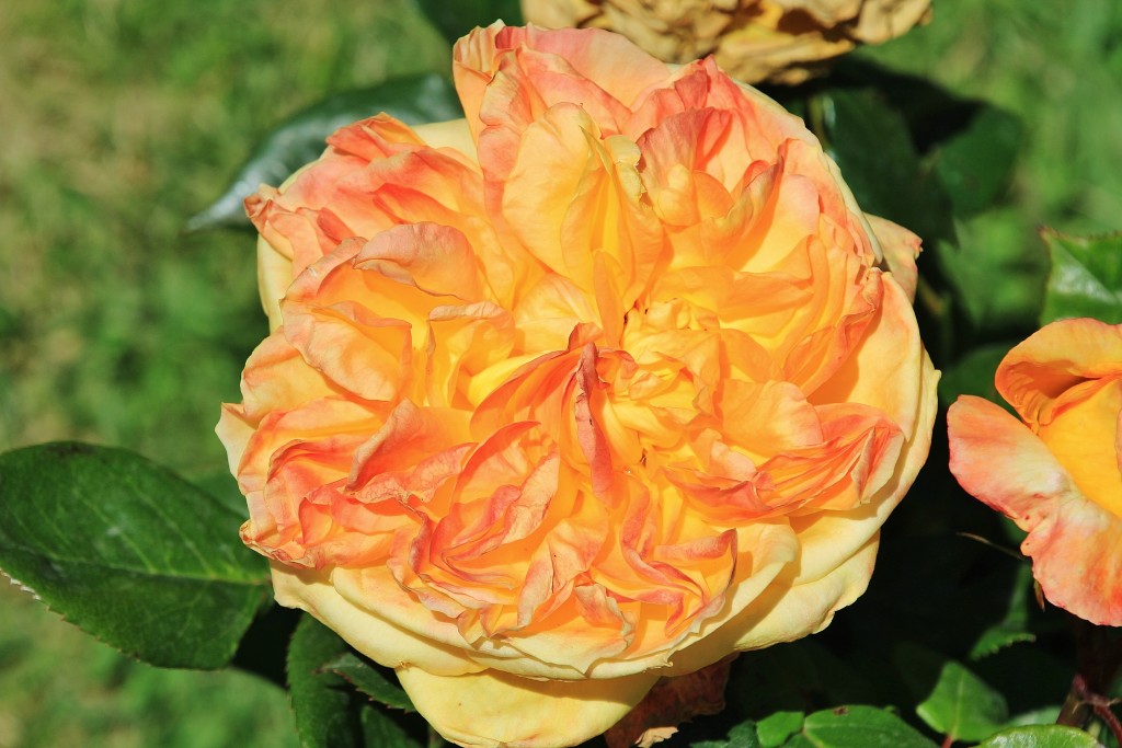 Foto: Concurso de rosas - Barcelona (Cataluña), España