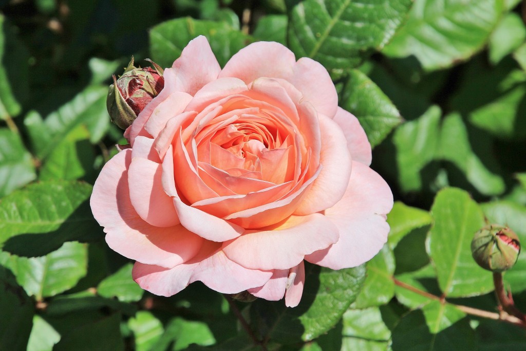 Foto: Concurso de rosas - Barcelona (Cataluña), España