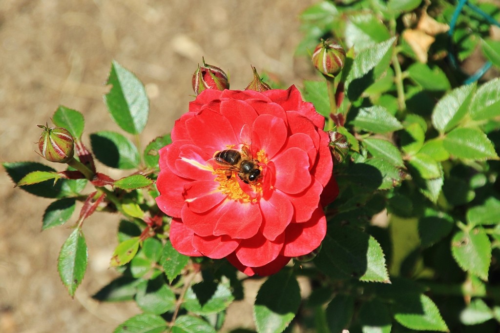 Foto: Concurso de rosas - Barcelona (Cataluña), España