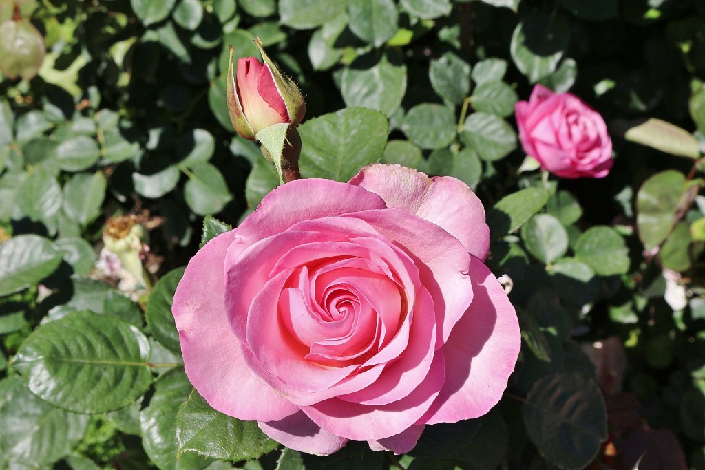 Foto: Concurso de rosas - Barcelona (Cataluña), España