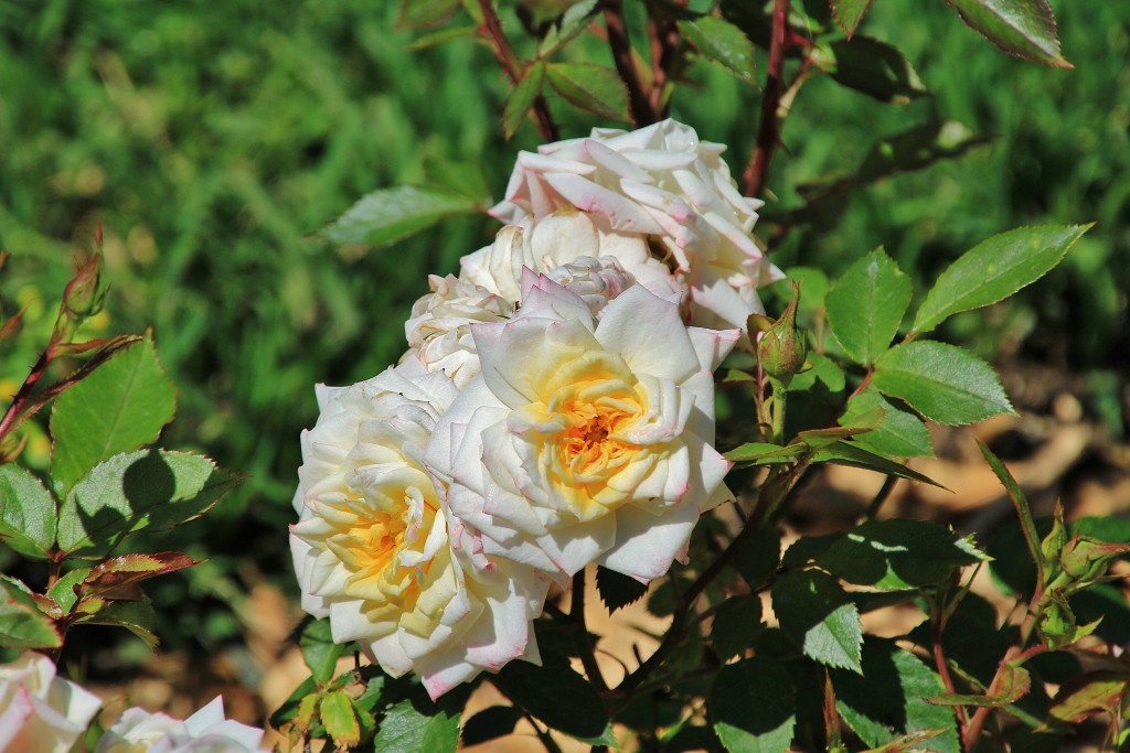 Foto: Concurso de rosas - Barcelona (Cataluña), España