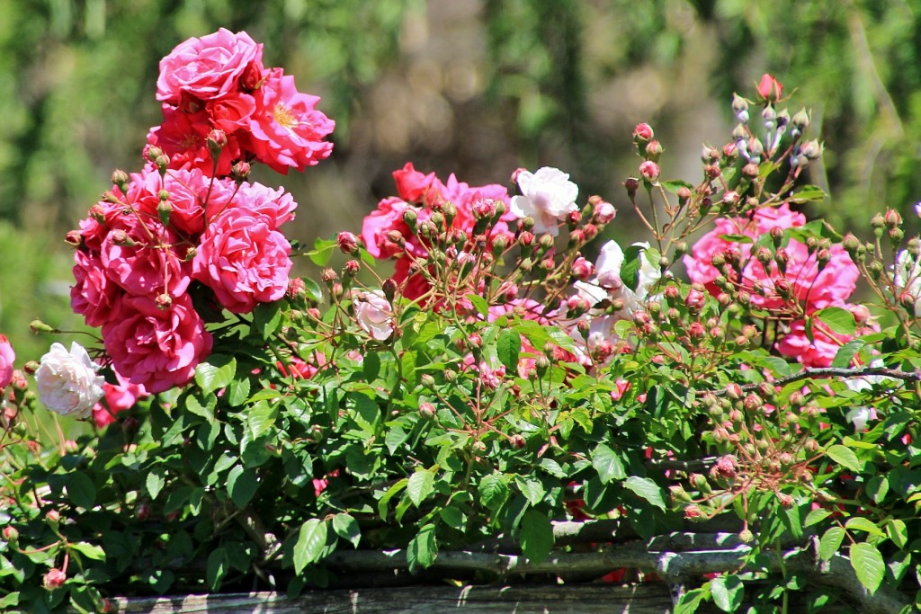 Foto: Concurso de rosas - Barcelona (Cataluña), España