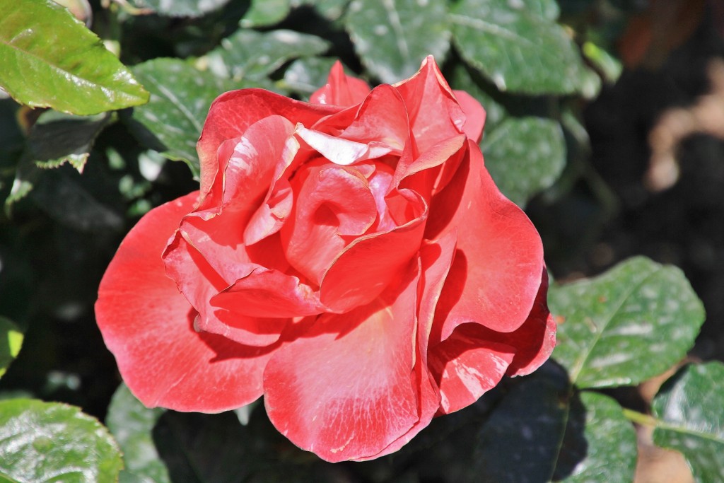 Foto: Concurso de rosas - Barcelona (Cataluña), España