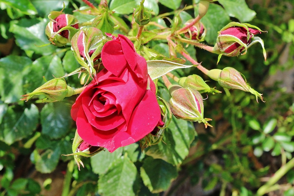 Foto: Concurso de rosas - Barcelona (Cataluña), España