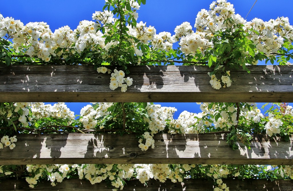 Foto: Concurso de rosas - Barcelona (Cataluña), España