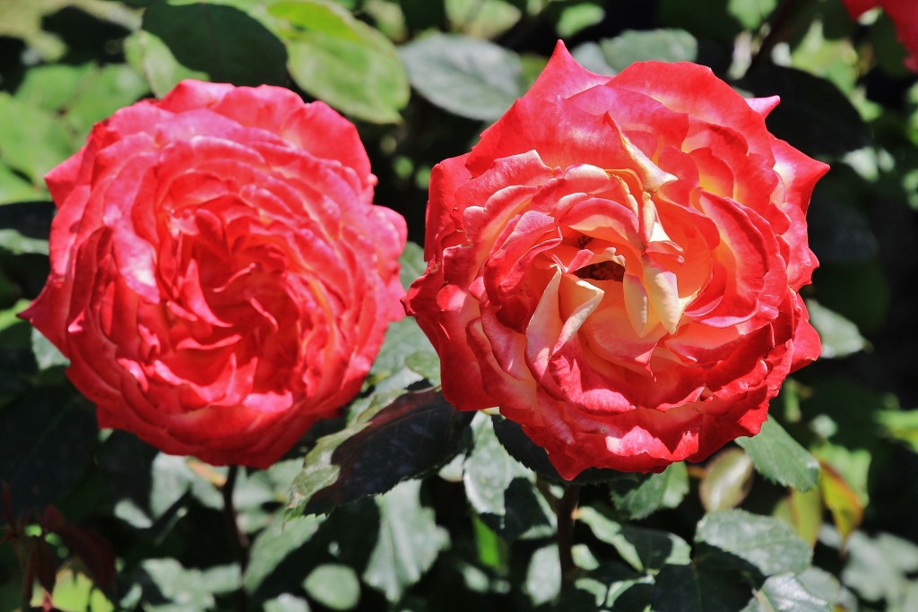 Foto: Concurso de rosas - Barcelona (Cataluña), España