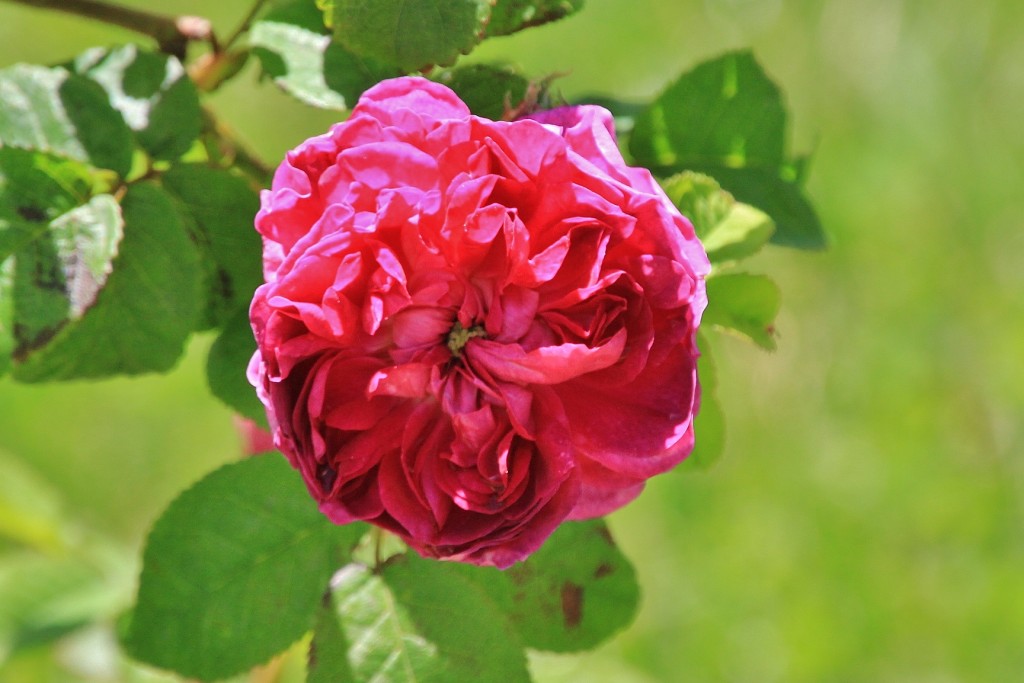 Foto: Concurso de rosas - Barcelona (Cataluña), España