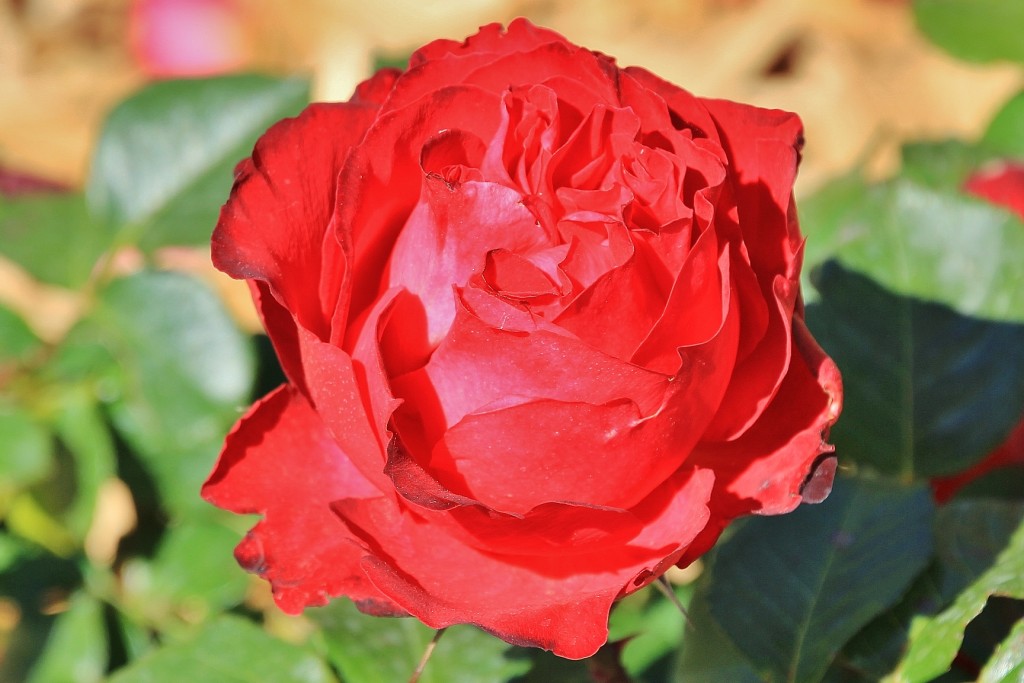 Foto: Concurso de rosas - Barcelona (Cataluña), España