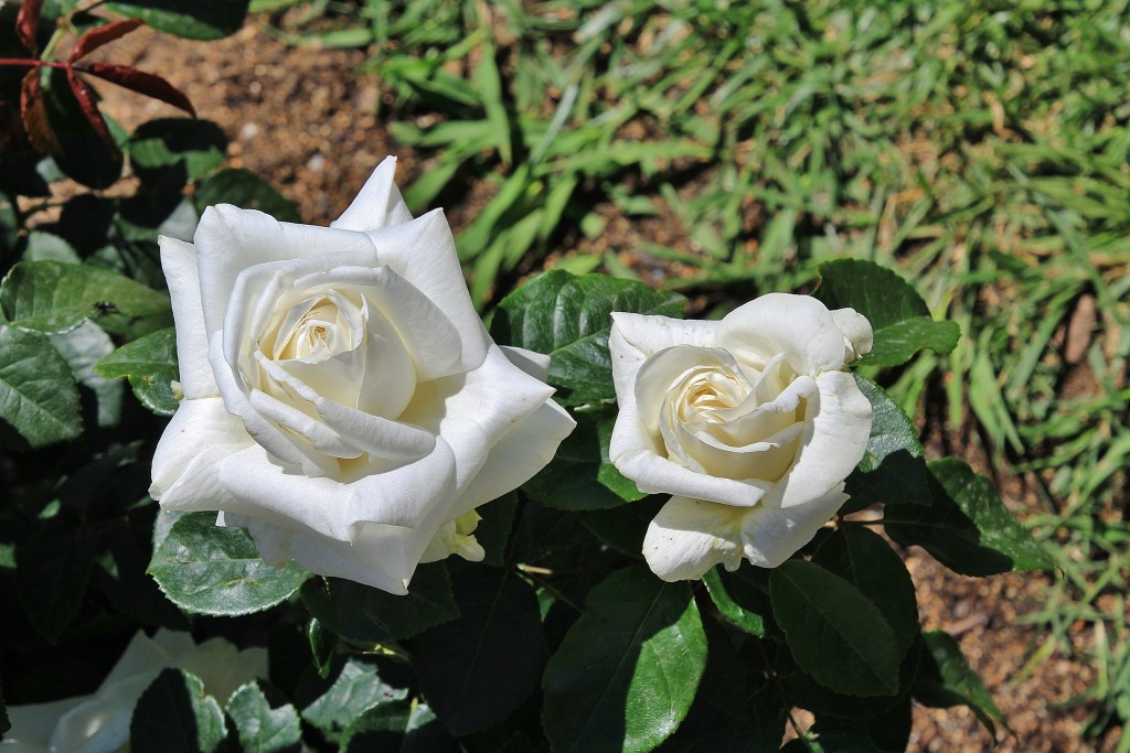 Foto: Concurso de rosas - Barcelona (Cataluña), España