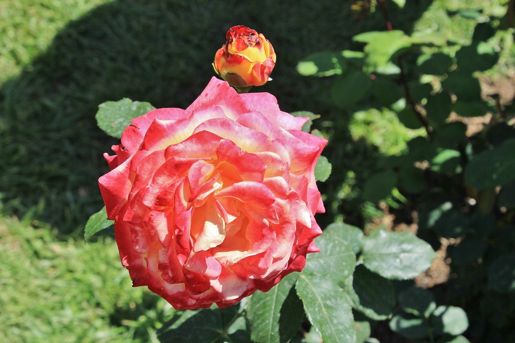 Foto: Concurso de rosas - Barcelona (Cataluña), España