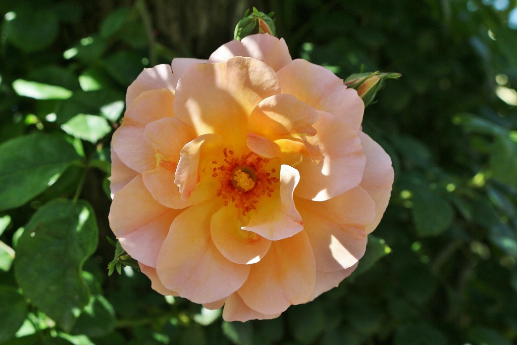 Foto: Concurso de rosas - Barcelona (Cataluña), España