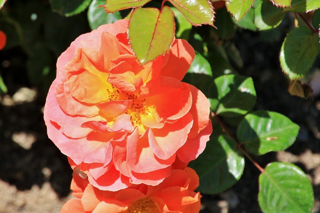 Foto: Concurso de rosas - Barcelona (Cataluña), España