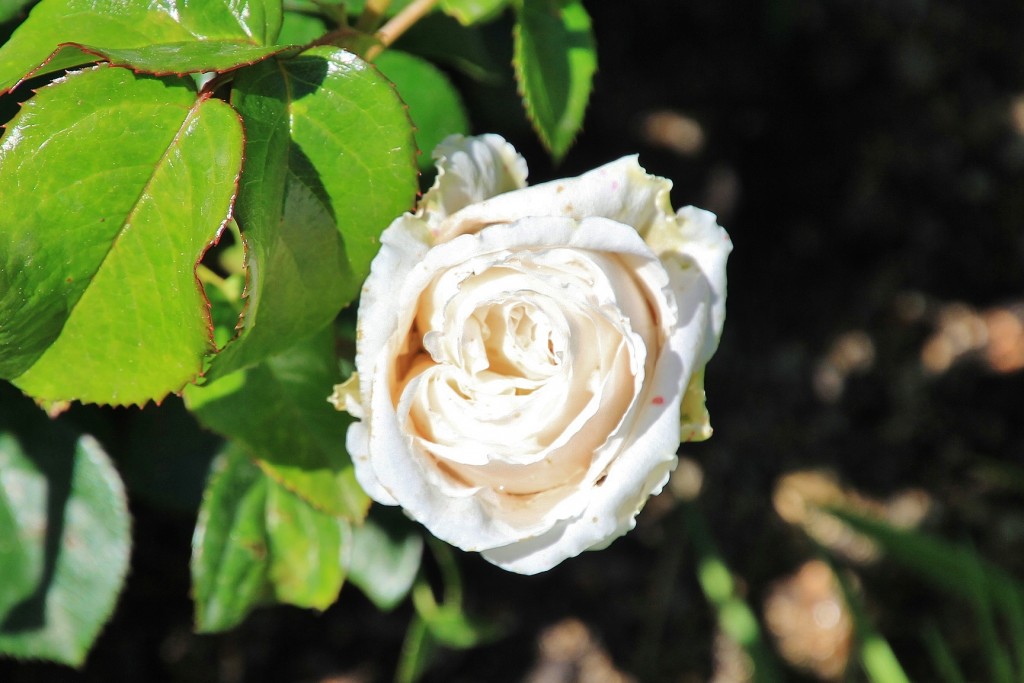Foto: Concurso de rosas - Barcelona (Cataluña), España