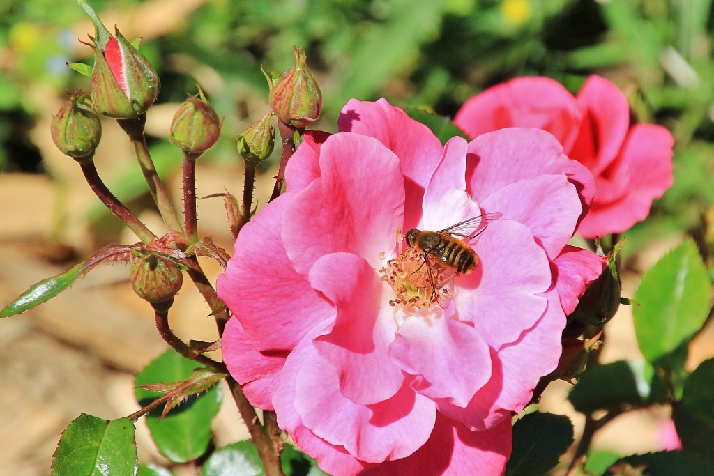 Foto: Concurso de rosas - Barcelona (Cataluña), España