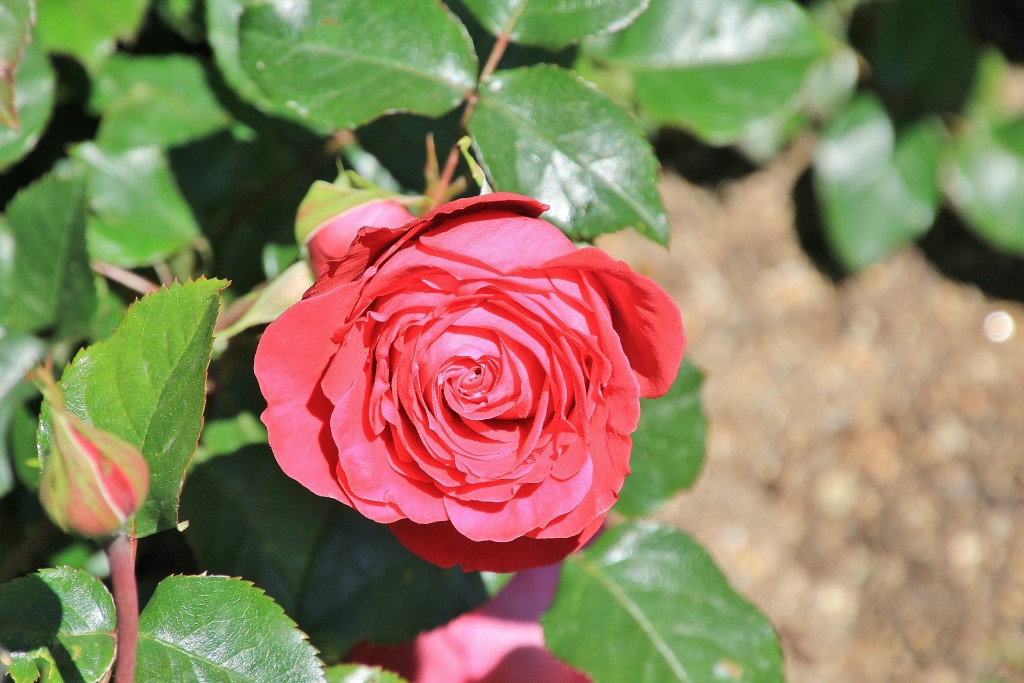 Foto: Concurso de rosas - Barcelona (Cataluña), España