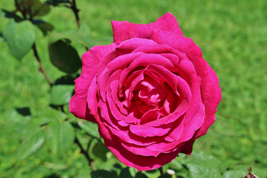 Foto: Concurso de rosas - Barcelona (Cataluña), España