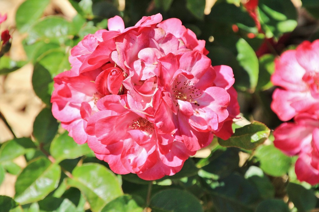 Foto: Concurso de rosas - Barcelona (Cataluña), España
