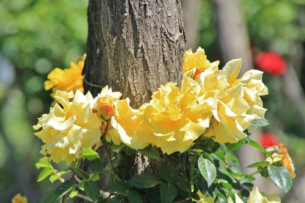 Foto: Concurso de rosas - Barcelona (Cataluña), España