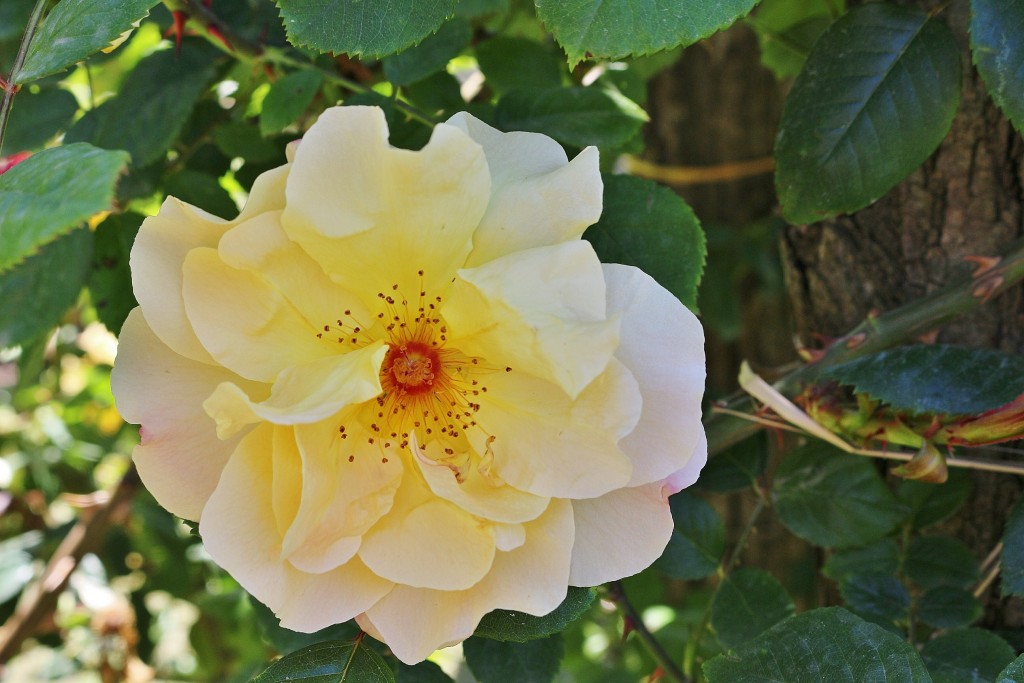 Foto: Concurso de rosas - Barcelona (Cataluña), España