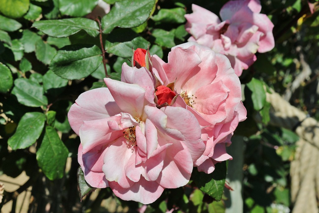 Foto: Concurso de rosas - Barcelona (Cataluña), España