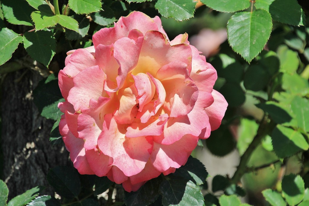 Foto: Concurso de rosas - Barcelona (Cataluña), España