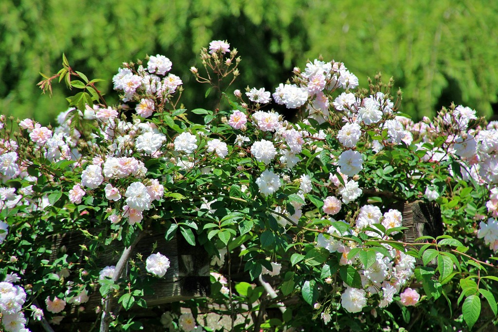 Foto: Concurso de rosas - Barcelona (Cataluña), España