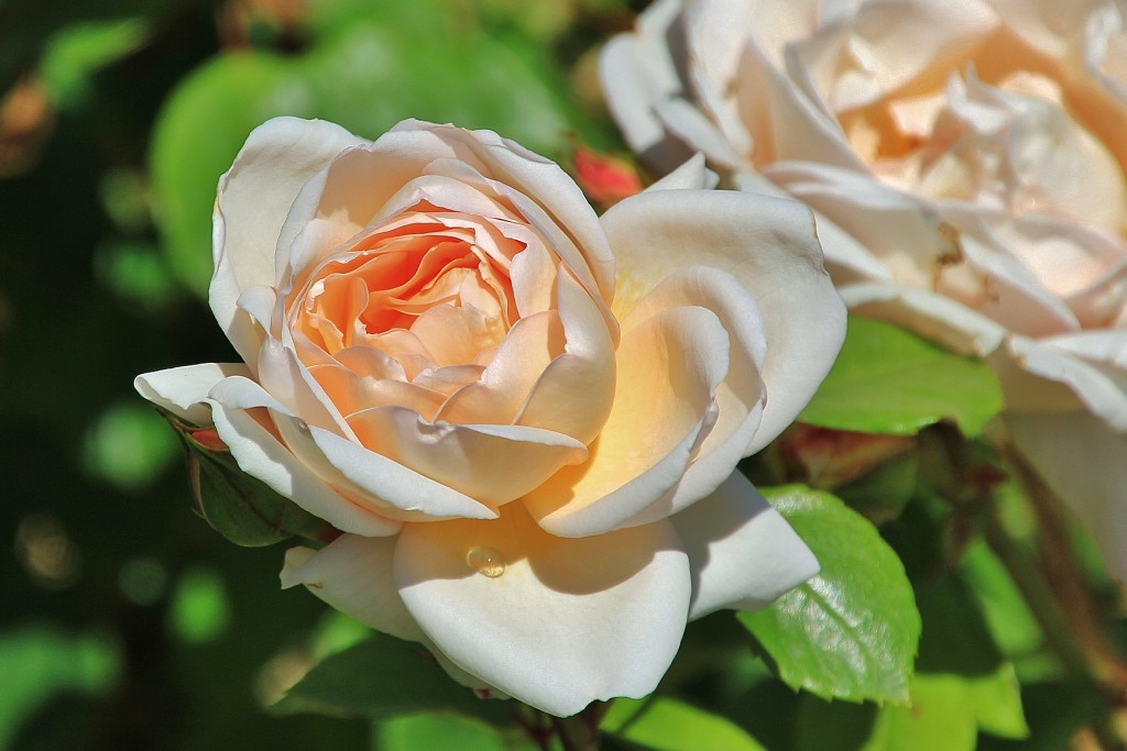 Foto: Concurso de rosas - Barcelona (Cataluña), España