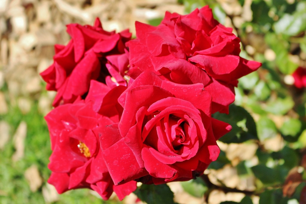 Foto: Concurso de rosas - Barcelona (Cataluña), España
