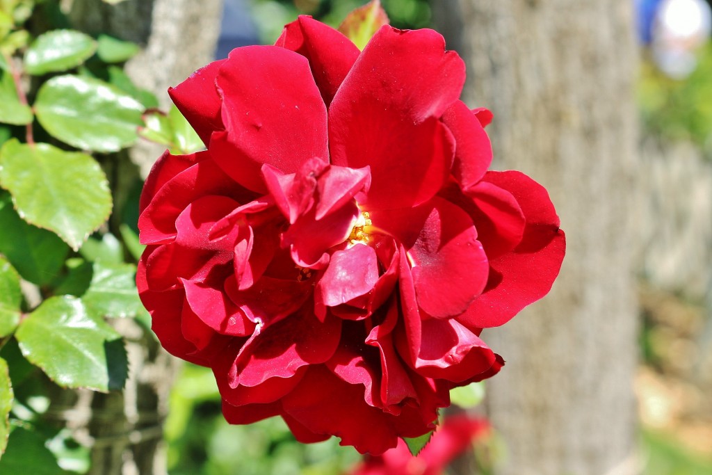 Foto: Concurso de rosas - Barcelona (Cataluña), España