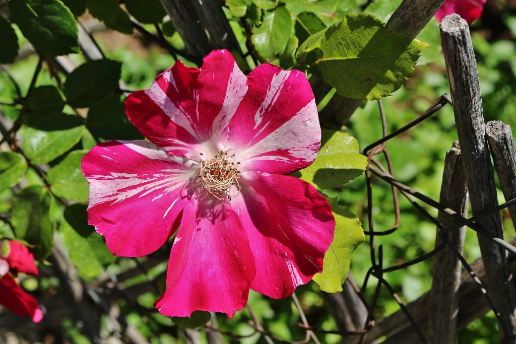 Foto: Concurso de rosas - Barcelona (Cataluña), España