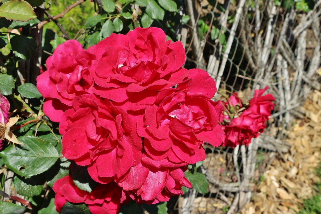 Foto: Concurso de rosas - Barcelona (Cataluña), España