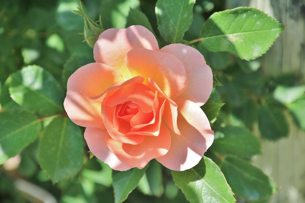 Foto: Concurso de rosas - Barcelona (Cataluña), España