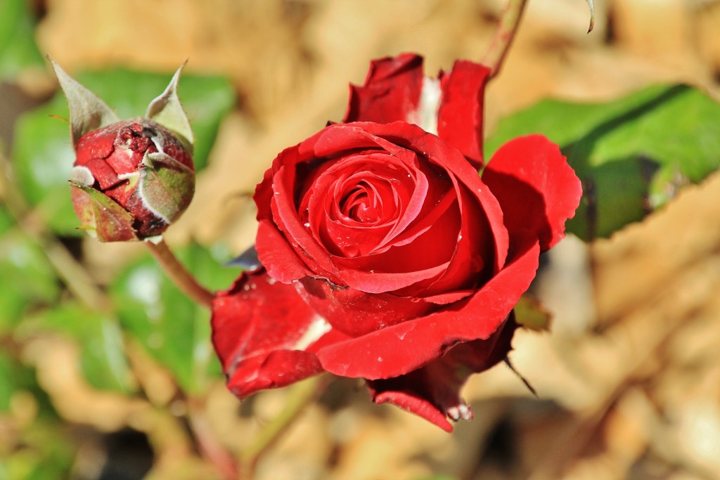 Foto: Concurso de rosas - Barcelona (Cataluña), España