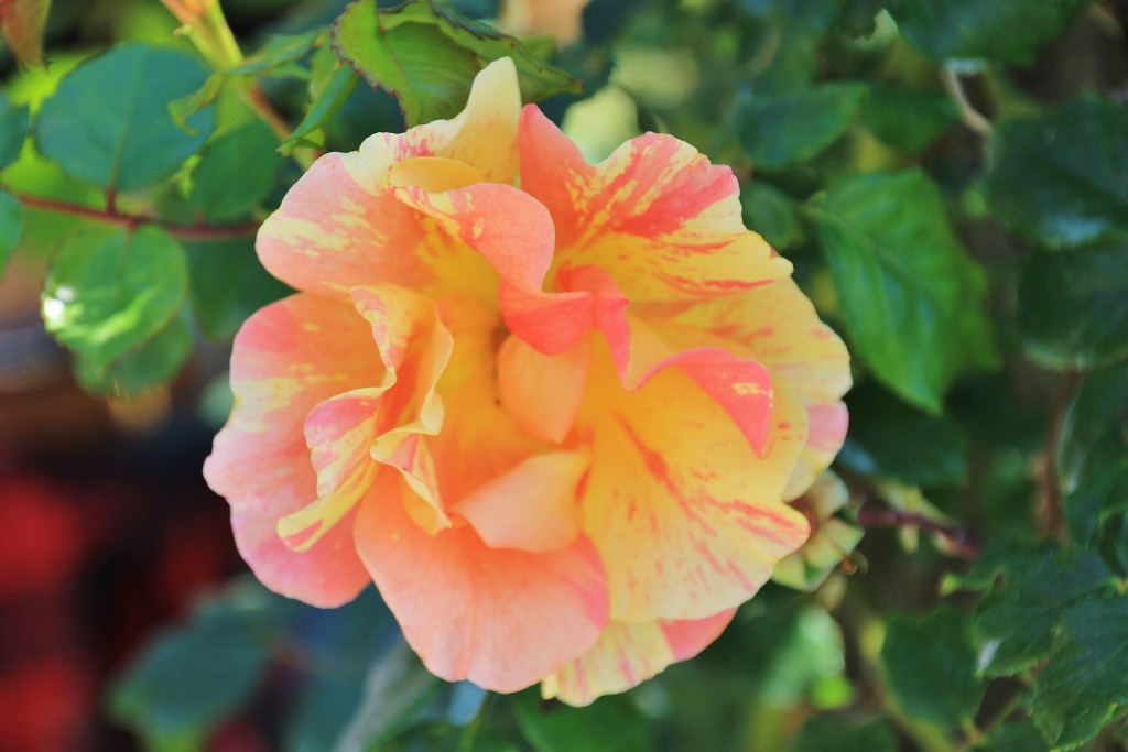 Foto: Concurso de rosas - Barcelona (Cataluña), España