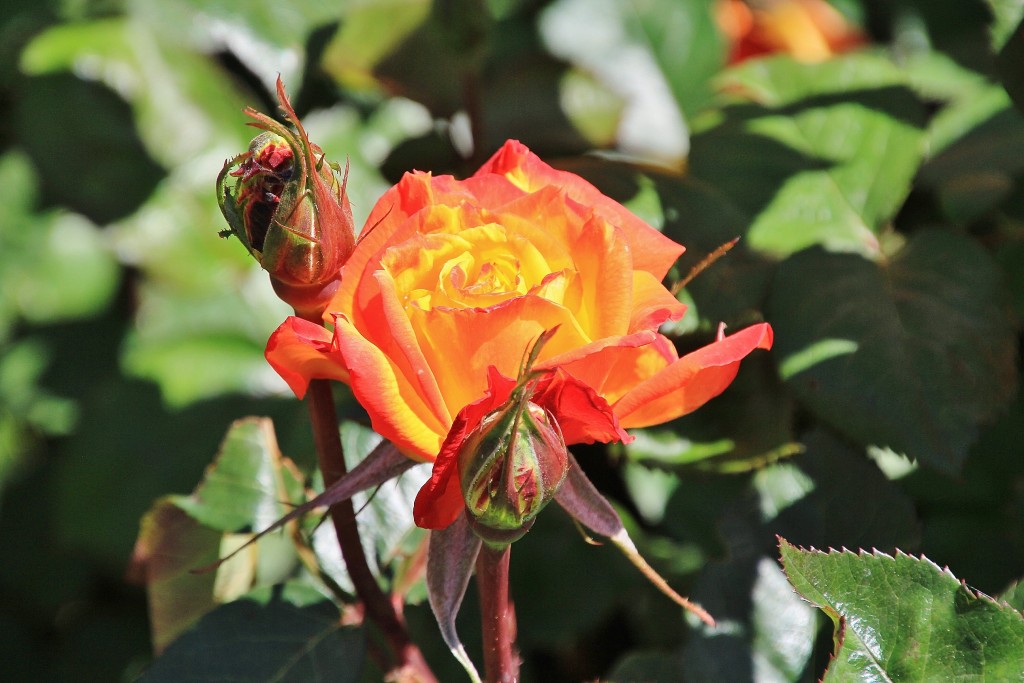 Foto: Concurso de rosas - Barcelona (Cataluña), España