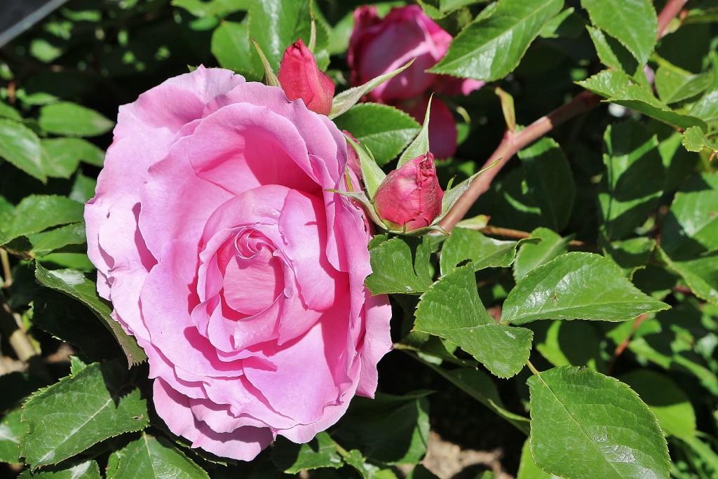 Foto: Concurso de rosas - Barcelona (Cataluña), España