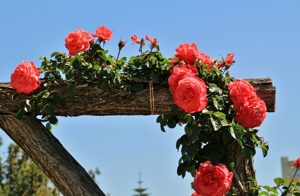 Foto: Concurso de rosas - Barcelona (Cataluña), España